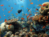 Korálové útesy v Egyptě