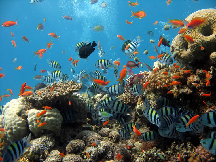 Korálové útesy v Rudém moři