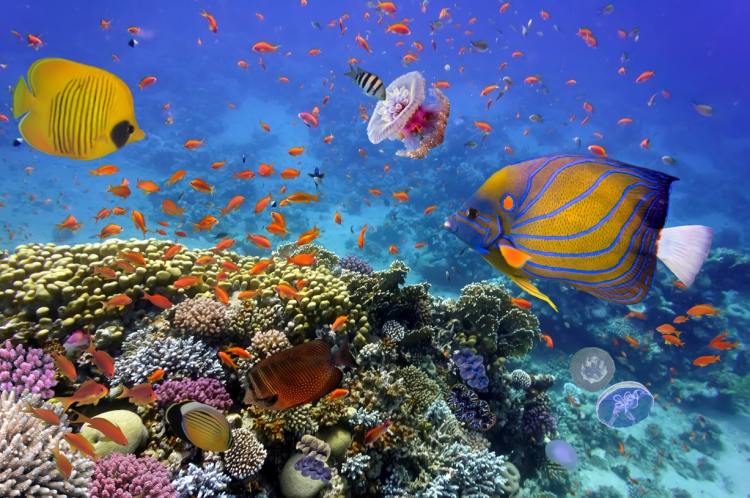 korálové útesy v Egyptě
